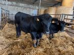 Aberdeen angus stier, Dieren en Toebehoren, Mannelijk, 0 tot 2 jaar