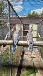 Jonge valkparkietjes, Dieren en Toebehoren, Geringd