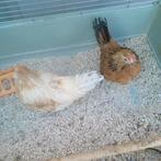 Kleine haantjes Antwerpse baard keil, Dieren en Toebehoren, Mannelijk, Kip