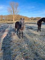 BRP jaarling, Dieren en Toebehoren, Pony's, Met stamboom, Niet van toepassing, Springpony, 0 tot 2 jaar
