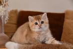 BRITS KORTHAAR KITTEN, Dieren en Toebehoren, Kater, Gechipt, 0 tot 2 jaar