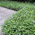 Vinca minor / Vinca minor 'Alba', Tuin en Terras, Planten | Tuinplanten, Ophalen