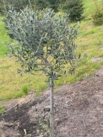 Mooie olijfboom op stam., Tuin en Terras, Ophalen, Olijfboom