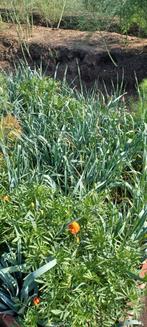 Winterpreiplanten, Ophalen, Eenjarig, Overige soorten