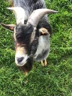 Te koop of te huur: Dwerggeit bokje., Dieren en Toebehoren, Schapen, Geiten en Varkens, Mannelijk, Geit, 3 tot 5 jaar