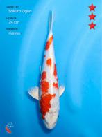 Wagoi Sakura Ogon 24cm, Dieren en Toebehoren, Vissen | Vijvervissen