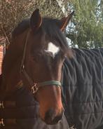 Super mooi paard, Dieren en Toebehoren, Paarden, Hengst, Zadelmak