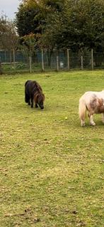 Shetlander, Dieren en Toebehoren, Hengst