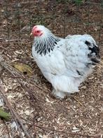 Cochinkriel hen wit-zwartcolumbia
