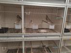 Zanglijsters wildkleur, split voor bruin, Dieren en Toebehoren, Ophalen, Zo goed als nieuw