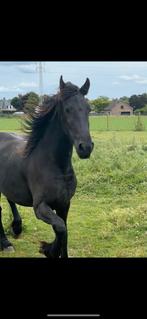 Onbeleerde fries te koop, Dieren en Toebehoren, 0 tot 2 jaar, 160 tot 165 cm, Onbeleerd, Merrie