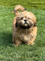 Lhasa apso pups, Dieren en Toebehoren, Honden | Chihuahua's en Gezelschapshonden, België, Overige rassen, CDV (hondenziekte), 8 tot 15 weken