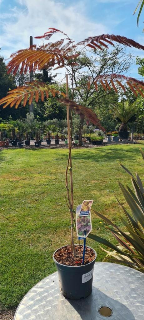 Albizia Julibrissin 'Summer Chocolate ", Tuin en Terras, Planten | Bomen, Ophalen
