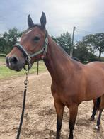 4jarige quarter ruin, Dieren en Toebehoren, Paarden, Ruin, Minder dan 160 cm, Westernpaard, 3 tot 6 jaar