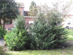 kerstbomen te koop, Tuin en Terras, Planten | Bomen, Ophalen, 100 tot 250 cm