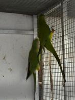 Jonge barrabanden 2025, Dieren en Toebehoren, Vogels | Parkieten en Papegaaien, Geringd