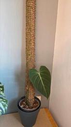 Philodendron (melanochrysum x gloriosum), Enlèvement ou Envoi