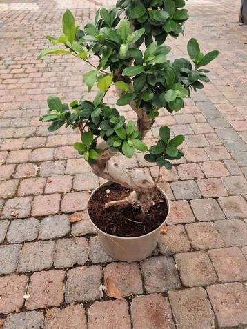 Ficus Ginseng - bonsai  +- 30jaar  50cm beschikbaar voor biedingen