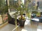 palm, Tuin en Terras, Planten | Tuinplanten, Ophalen