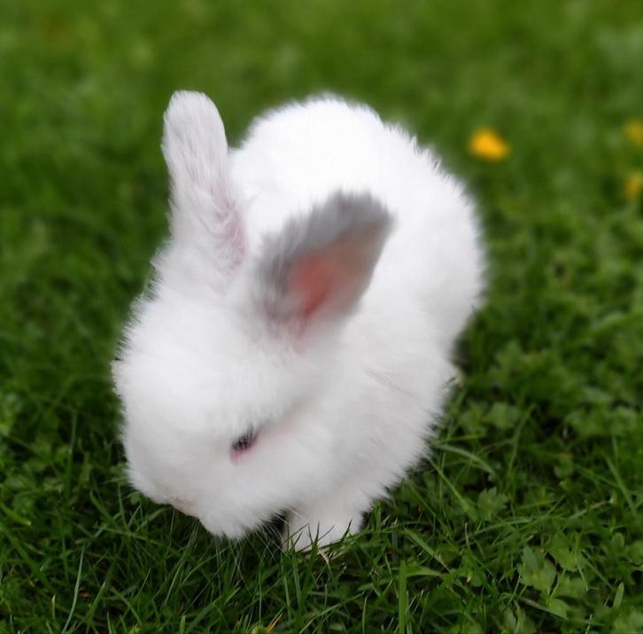 Ras zuiver Engelse Angora konijntjes., Dieren en Toebehoren, Konijnen