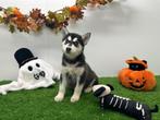 Siberische Husky pups, Dieren en Toebehoren, Honden | Poolhonden, Keeshonden en Oertypen, België, 8 tot 15 weken, CDV (hondenziekte)