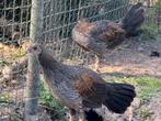 Sonnerath hanen te koop, Dieren en Toebehoren, Pluimvee, Mannelijk, Overige soorten