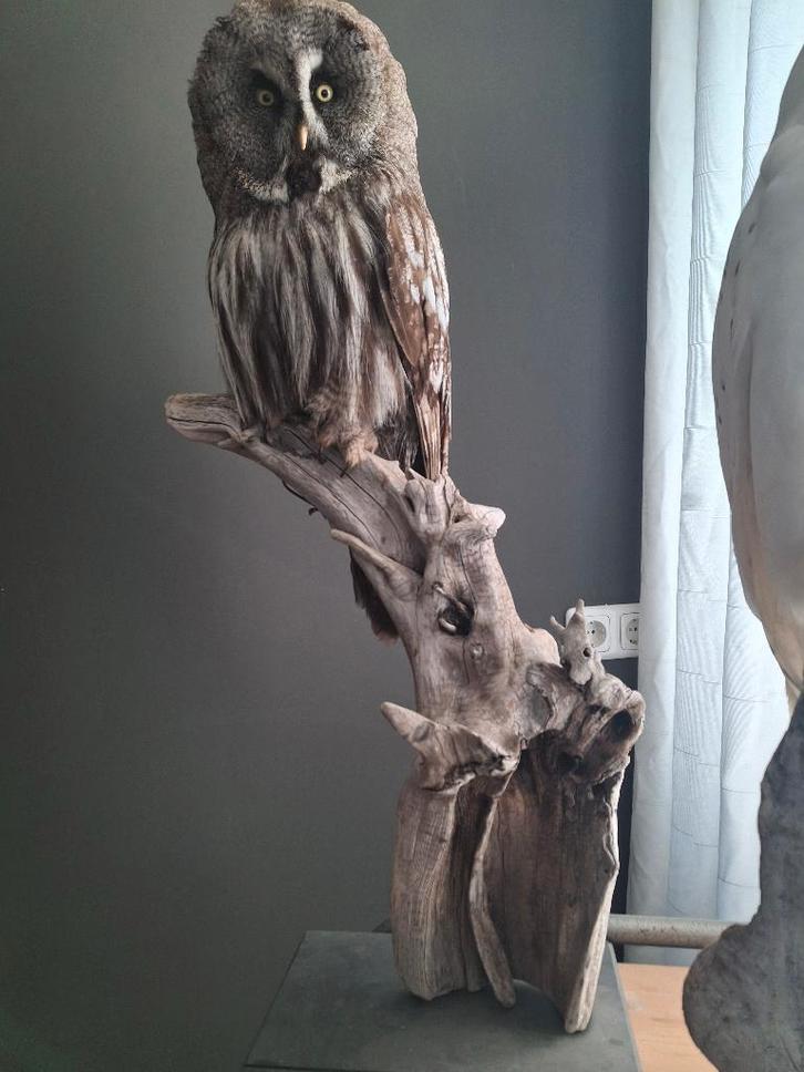 Prachtige Opgezette Laplanduil, Collections, Collections Animaux, Comme neuf, Animal empaillé, Oiseaux, Enlèvement ou Envoi