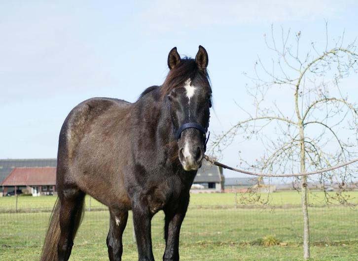 PRE schimmel ruin 18-5-23 Poeta de Susaeta, braaf & nuchter, Dieren en Toebehoren, Paarden, Ruin, Onbeleerd, Minder dan 160 cm