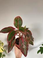 Aglaonema crete flame, Ophalen, In pot