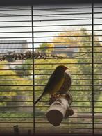 Binstastrilde, Dieren en Toebehoren, Meerdere dieren, Tropenvogel