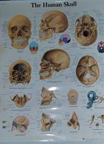 Anatomische posters ‘The Human Skull’ – gelamineerd – AS NEW, Antiek en Kunst, Ophalen of Verzenden, Natuur en Biologie