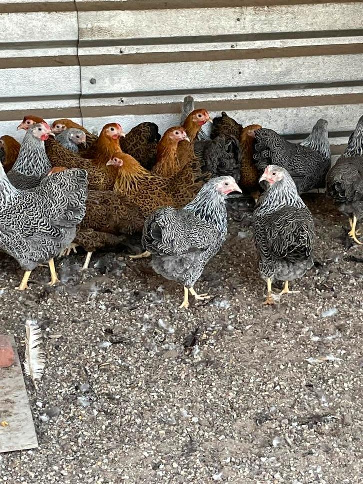 Wyandotte kriel, Dieren en Toebehoren, Pluimvee, Kip, Vrouwelijk