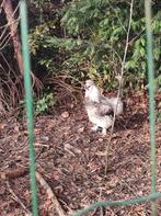 Zijdehoender haantjes, Dieren en Toebehoren, Pluimvee