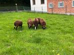 5 jonge zwartbles ooien