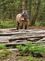 Bois de chauffage, Enlèvement ou Envoi, Neuf