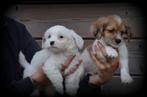 Boomer pups, België, Maltezer, CDV (hondenziekte), 8 tot 15 weken