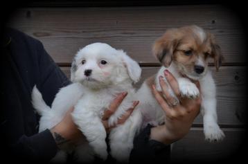 Boomer pups beschikbaar voor biedingen