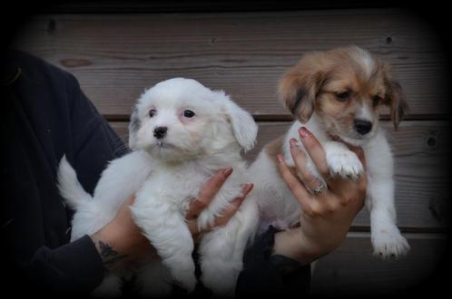 Boomer pups, Dieren en Toebehoren, Honden | Chihuahua's en Gezelschapshonden, Meerdere dieren, Maltezer, Fokker | Professioneel