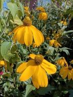 Rudbeckia nitida 'Herbstsonne', hoge soort rudbeckia, Jardin & Terrasse, Plantes | Jardin, Plein soleil, Enlèvement, Autres espèces