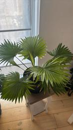 Livistona palmier d’interieur mi ombre mi soleil, Ophalen, Palm