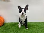 Boston Terrier pup