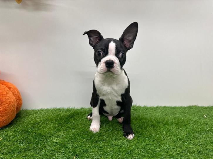 Boston Terrier pup, Dieren en Toebehoren, Honden | Jack Russells en Terriërs, Reu, Overige rassen, Fokker | Professioneel, Eén hond