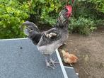 Gratis mooie jonge haan (olive/easter egger), Dieren en Toebehoren, Pluimvee, Mannelijk, Kip