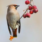 Pestvogels Bombycilla garrulus gezocht, Dieren en Toebehoren, Vogels | Overige Vogels, Meerdere dieren, Geringd