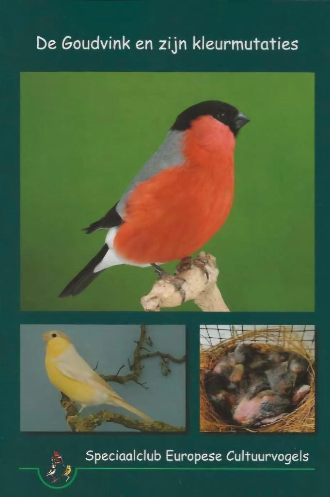 Europese goudvinken en noordse goudvinken, Dieren en Toebehoren, Vogels | Overige Vogels