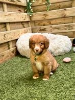 Prachtige Nova Scotia Duck Tolling Retriever pups, Dieren en Toebehoren, Honden | Retrievers, Spaniëls en Waterhonden, België