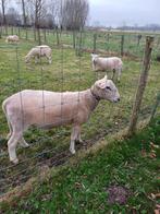 Easy care schaap, Dieren en Toebehoren, Schapen, Geiten en Varkens, Mannelijk, Schaap, 3 tot 5 jaar