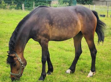 Super 3 jarige sportpony grote D maat.  beschikbaar voor biedingen