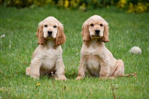 Engelse Cocker Spaniël pups te koop, Dieren en Toebehoren, Honden | Retrievers, Spaniëls en Waterhonden, Reu, Spaniël, Fokker | Professioneel