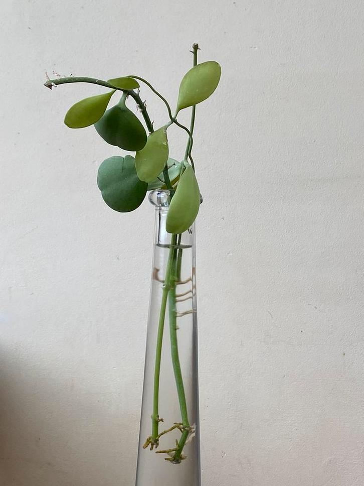 Plante escargot (dischidia), Maison & Meubles, Plantes d'intérieur, Enlèvement